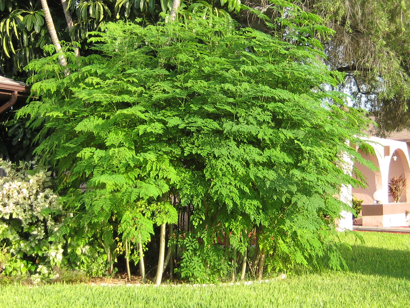 http://www.ilovemoringa.com/August_2011_Moringa_Trees_front_of_house_005.jpg