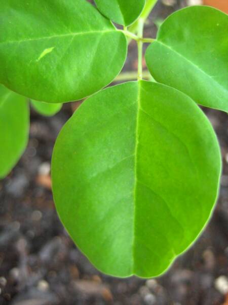 moringa leaves