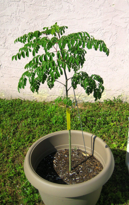 How do you plant a Moringa tree?